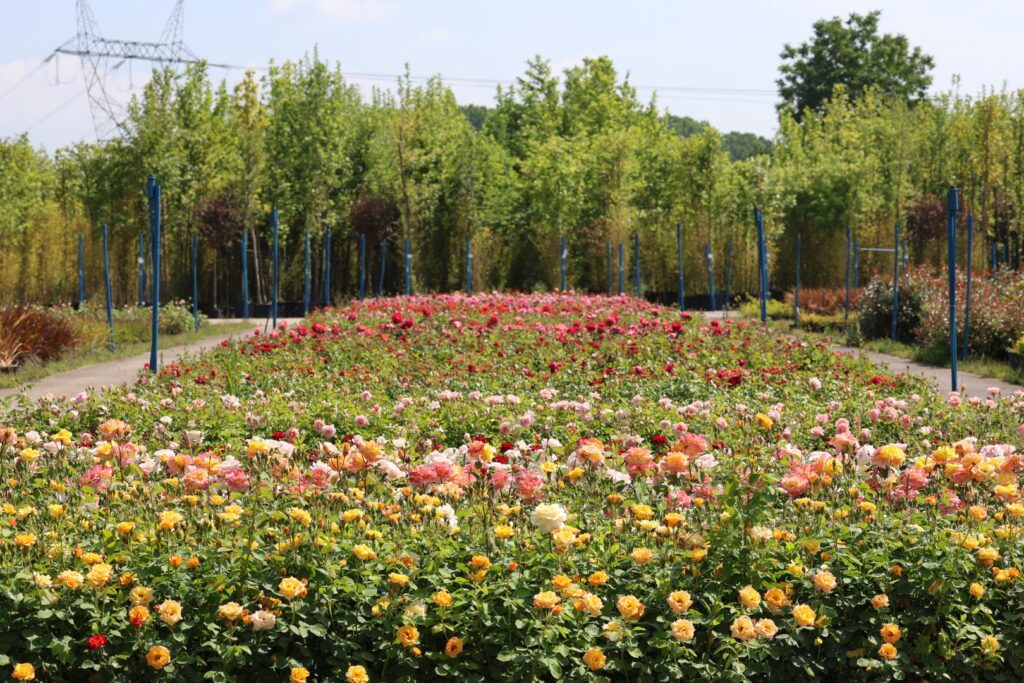 Kocaeli Büyükşehir’in fidanlığı Kocaeli’ni yeşillendiriyor – Birlik Haber Ajansı