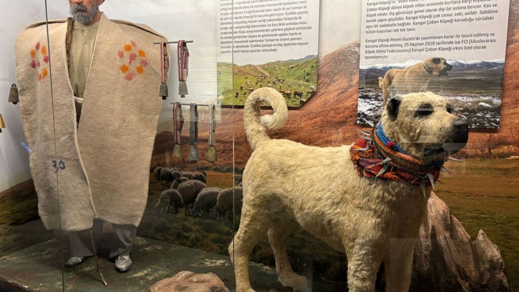 Sivas’ın hafızası; Şehir Müzesi – Birlik Haber Ajansı