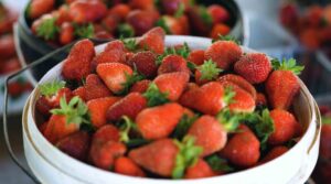 Çilekte kalitenin adresi Akçat Köyü – Birlik Haber Ajansı