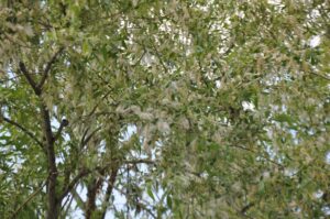 Kars’ta yaz aylarının kabusu polenler hayatı felç ediyor – Birlik Haber Ajansı