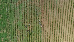 Yerli ve milli hasat makineleri ile tıbbi bitkilere destek – Birlik Haber Ajansı