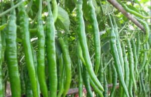 Üretici-market fiyat farkı sivri biberde yüzde 283’e ulaştı! – Birlik Haber Ajansı