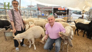 Adana’da 4 boynuzlu koçlar görenleri şaşırtıyor! – Birlik Haber Ajansı