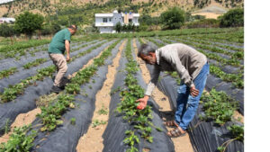 Batman Sason‘da çilek bereketi – Birlik Haber Ajansı