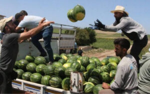 Batman karpuzu tezgâhlarda: Fiyatlar düşüyor, lezzet zirvede – Birlik Haber Ajansı