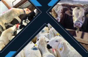 Kalan kurbanlıkları ESK alacak – Birlik Haber Ajansı