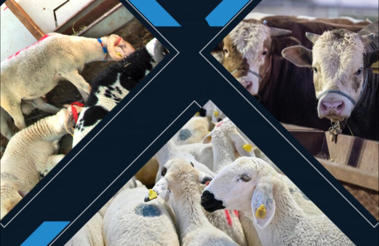 Kalan kurbanlıkları ESK alacak – Birlik Haber Ajansı