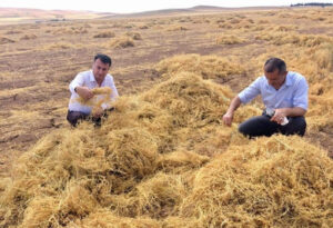 Mercimekte 7 yılın rekoru: Batman’da bereketli hasat! – Birlik Haber Ajansı