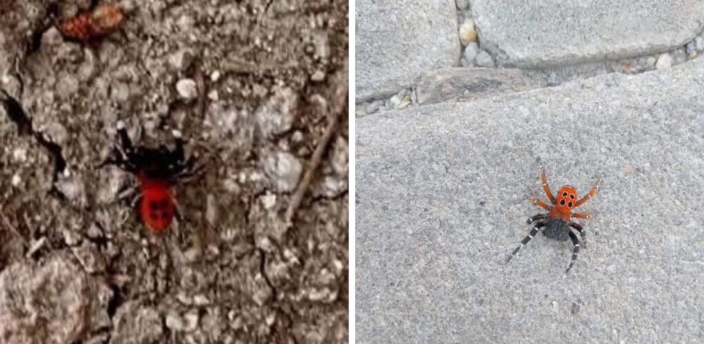 Dikkat: Gölhisar’da zehirli “uğur böceği örümceği” görüldü! – Birlik Haber Ajansı