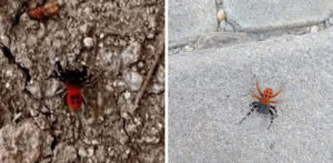 Dikkat: Gölhisar’da zehirli “uğur böceği örümceği” görüldü! – Birlik Haber Ajansı