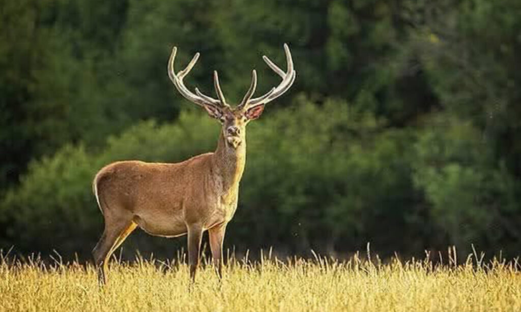 Serik’te geyik avına 900 bin lira ceza! – Birlik Haber Ajansı