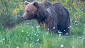 Hakkari’de ayı saldırısı: 2 yaralı, 2 kayıp – Birlik Haber Ajansı