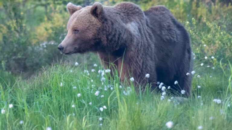 Hakkari’de ayı saldırısı: 2 yaralı, 2 kayıp – Birlik Haber Ajansı