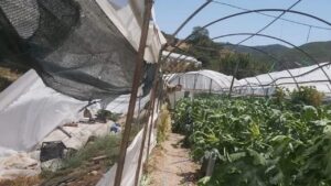 Kumluca’da hortum seraları vurdu: Çiftçiler zarar gördü – Birlik Haber Ajansı