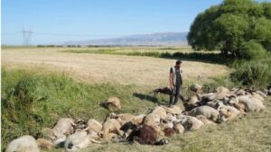 Birbirini ezen yaklaşık 150 koyun telef oldu – Birlik Haber Ajansı