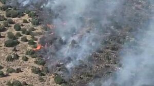 İzmir Kemalpaşa’da orman yangını: Müdahale sürüyor – Birlik Haber Ajansı