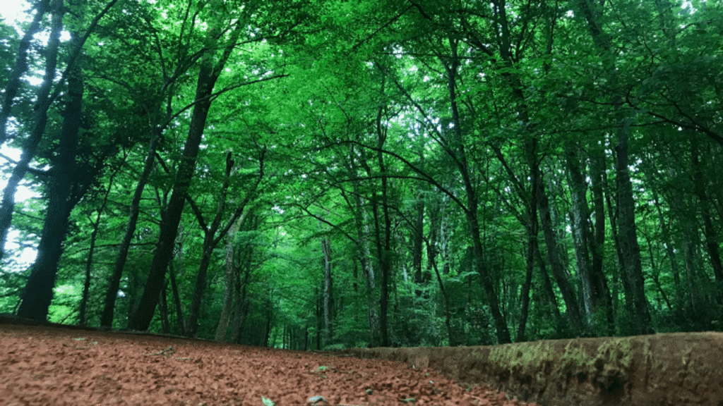 İstanbul’da ormanlık alanlara girişler 23 Haziran’dan itibaren yasaklanıyor – Birlik Haber Ajansı