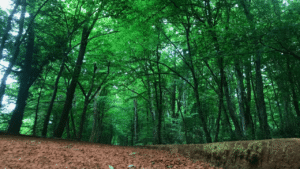 İstanbul’da ormanlık alanlara girişler 23 Haziran’dan itibaren yasaklanıyor – Birlik Haber Ajansı