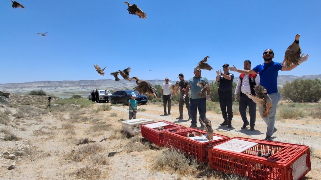 Beypazarı’nda doğaya 250 keklik salındı – Birlik Haber Ajansı