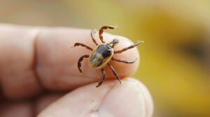 Sivas’ta kene kaynaklı can kaybı 8’e çıktı – Birlik Haber Ajansı