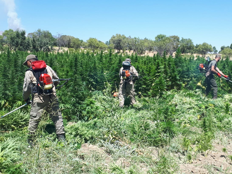 Diyarbakır’da dev uyuşturucu operasyonu: 12 milyon kök kenevir ele geçirildi, 22 tutuklama – Birlik Haber Ajansı