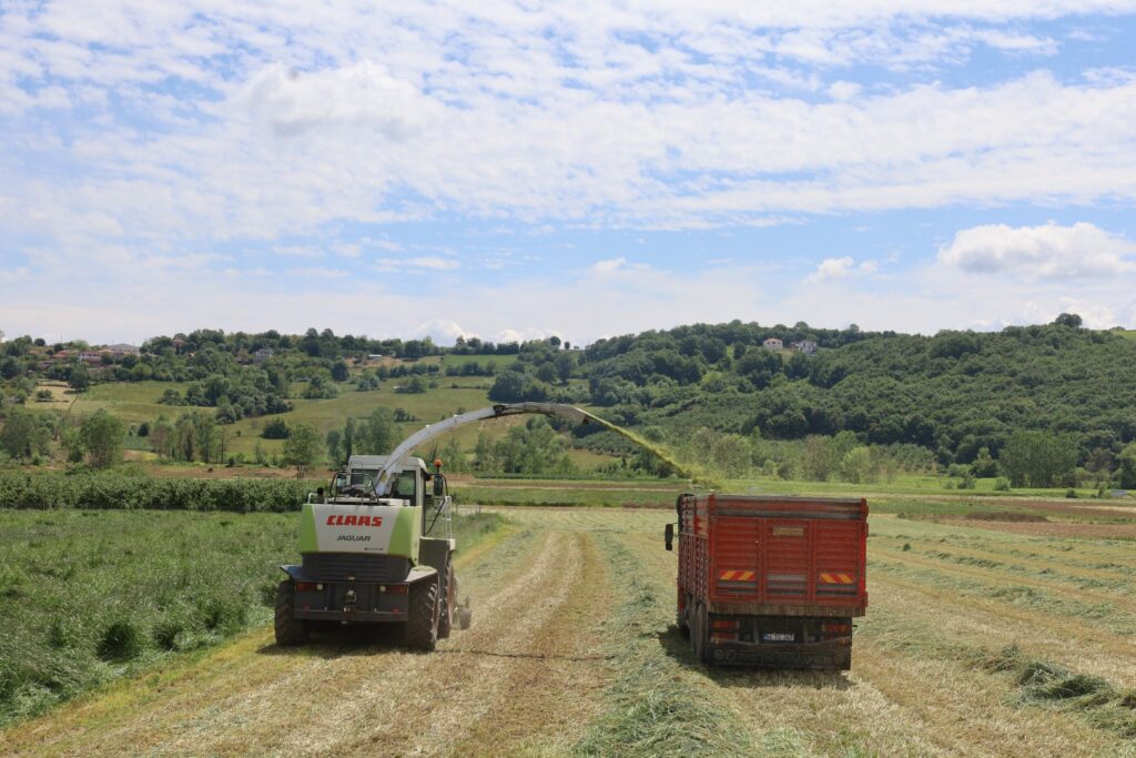 Kocaeli’de “süt otu” hasadı başladı – Birlik Haber Ajansı