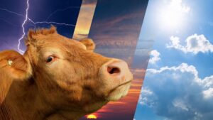 Kurban Bayramı’nda hava durumu nasıl olacak? – Birlik Haber Ajansı