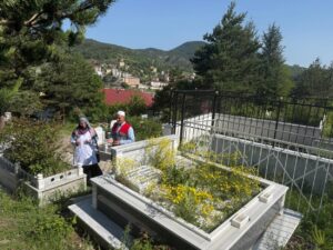 Ordu Büyükşehir kabir ziyareti öncesi vatandaşlara çiçek fidesi dağıttı – Birlik Haber Ajansı