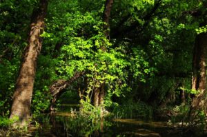Türkiye’nin orman varlığı 23,4 milyon hektara ulaştı – Birlik Haber Ajansı