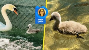 Kuğulu Park’ta heyecan ve bembeyaz bir ‘Hayal’ – Birlik Haber Ajansı