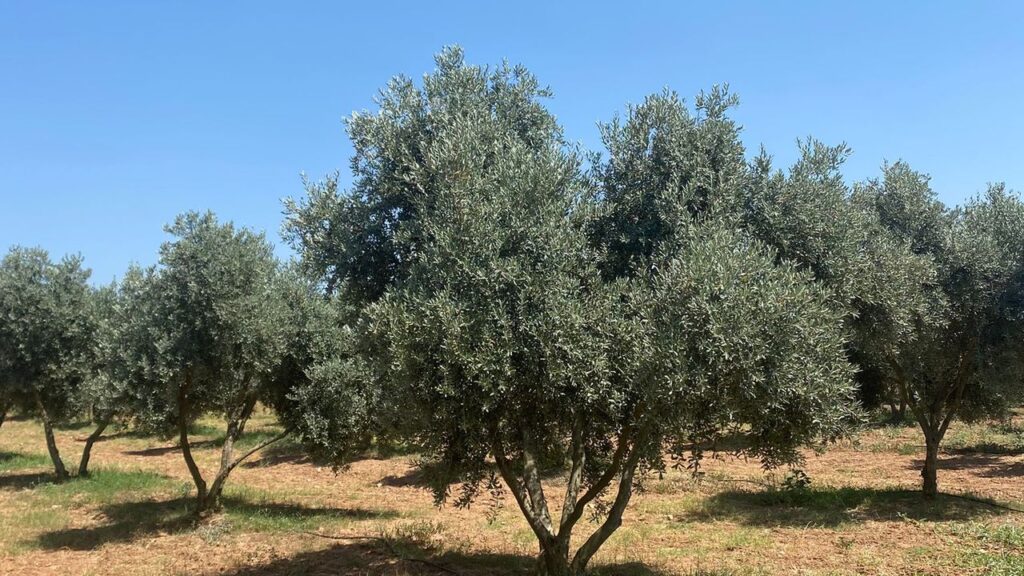 Milas’ta “Zeytinciliği Geliştirme Projesi” tüm hızıyla devam ediyor – Birlik Haber Ajansı