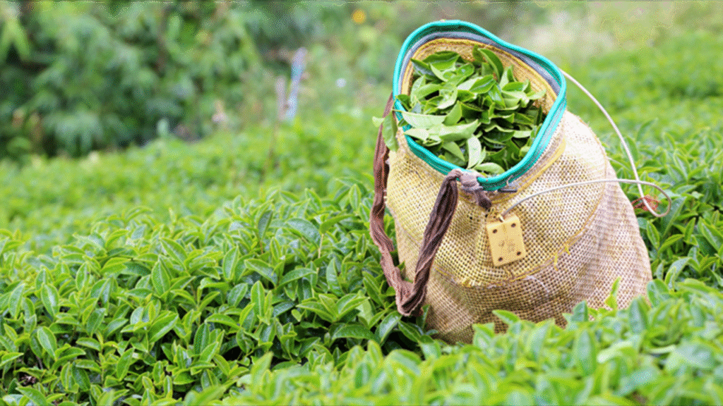 ÇAYKUR’dan rekor alım: İkinci sürgünde 91 bin ton yaş çay – Birlik Haber Ajansı