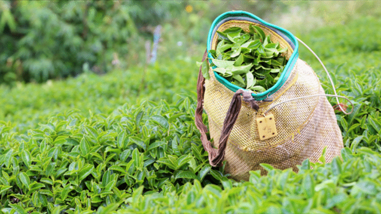 ÇAYKUR’dan üreticiye “düşük fiyat” uyarısı – Birlik Haber Ajansı