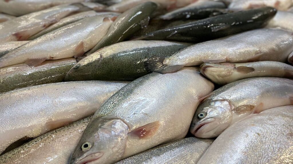 Türk somonu, yılın ilk yarısında 217 milyon dolar ihracat geliri sağladı – Birlik Haber Ajansı