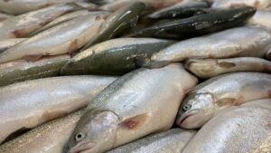 Türk somonu, yılın ilk yarısında 217 milyon dolar ihracat geliri sağladı – Birlik Haber Ajansı