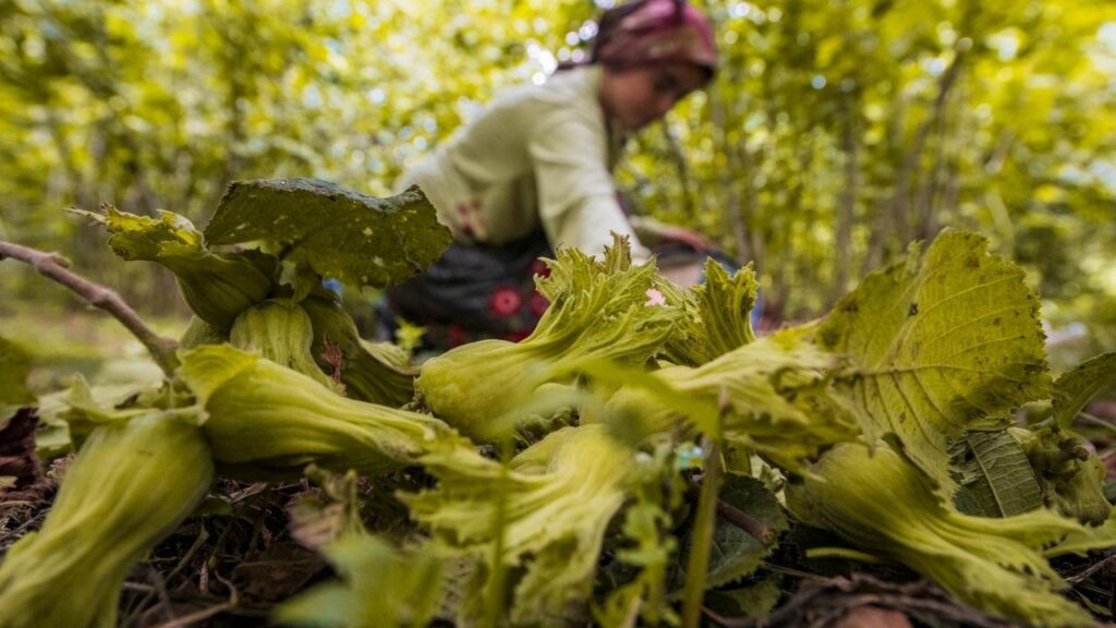 Ordu’da fındık toplamaya rekor başvuru – Birlik Haber Ajansı