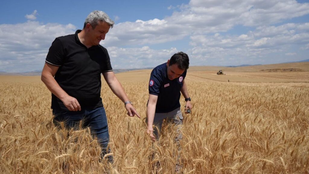 Amasya’da Buğday Hasadı Başladı – Birlik Haber Ajansı