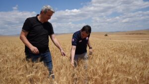 Amasya’da Buğday Hasadı Başladı – Birlik Haber Ajansı