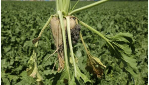 Pancar üreticisine 410 milyon TL sulama avansı desteği – Birlik Haber Ajansı