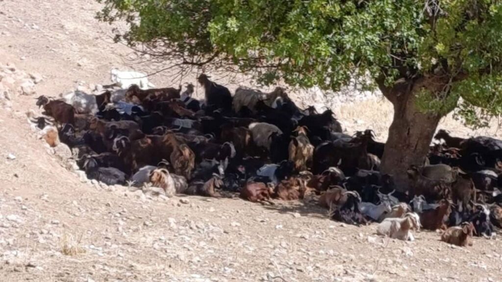 Batman’da kavurucu sıcaklar hayvanları vuruyor: Su ve gölge mücadelesi – Birlik Haber Ajansı