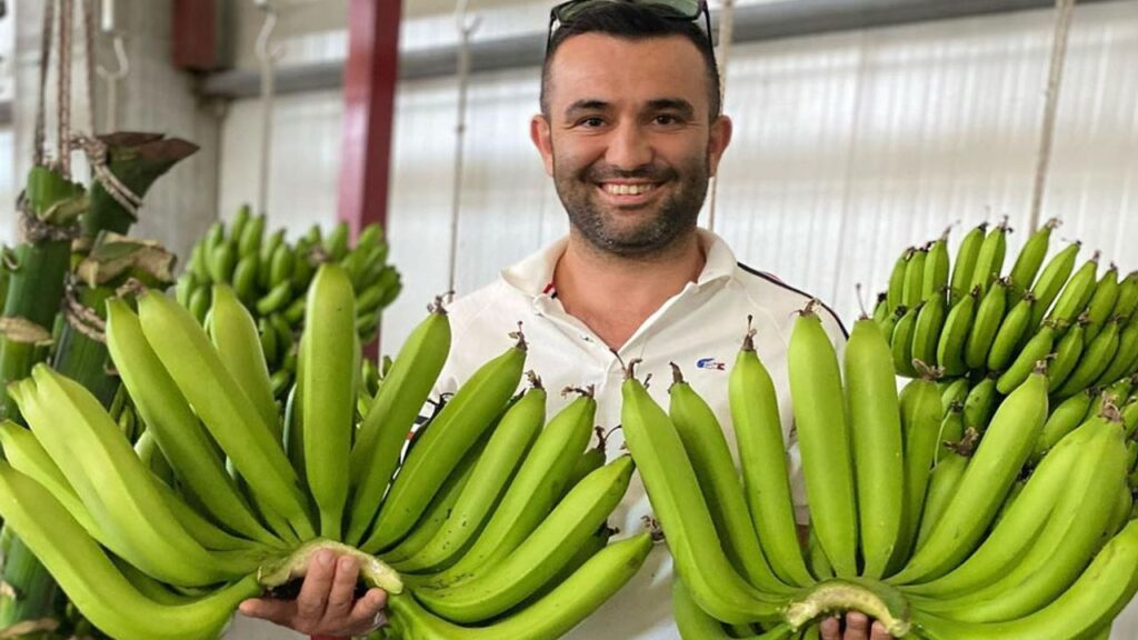 Serik’te yetiştirilen yerli muz, ithal ürünleri geride bıraktı – Birlik Haber Ajansı