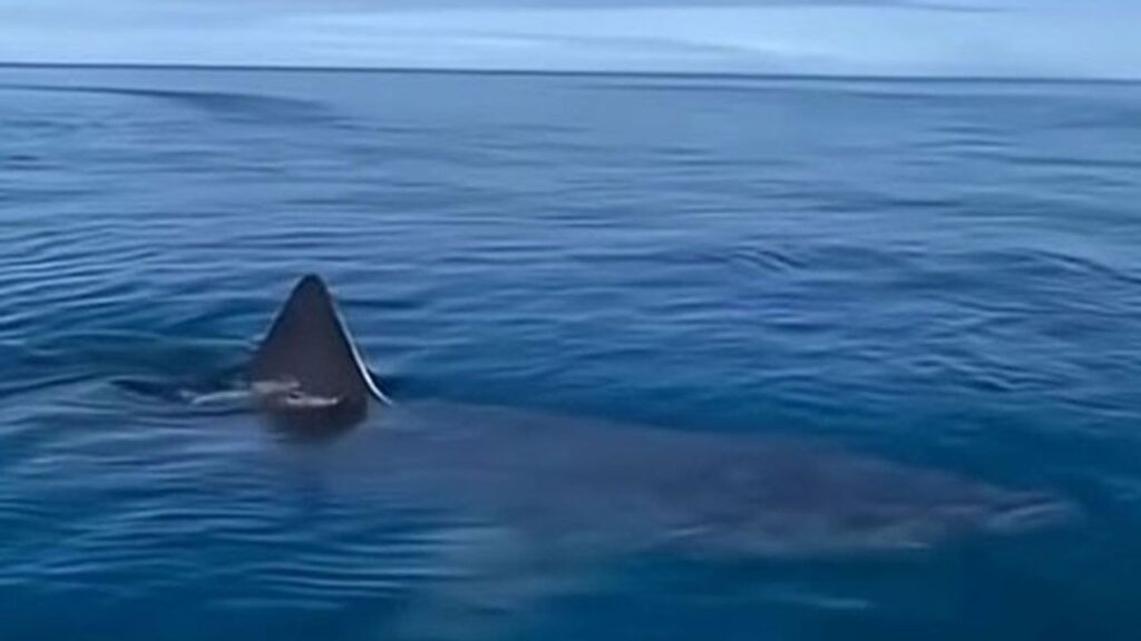 Sahte köpekbalığı videosu paniğe neden oldu: Kemer’le ilgisi yok! – Birlik Haber Ajansı