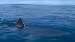 Sahte köpekbalığı videosu paniğe neden oldu: Kemer’le ilgisi yok! – Birlik Haber Ajansı