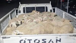 Isparta’da 32 küçükbaş hayvanı çalan şüpheliler Uşak’ta yakalandı – Birlik Haber Ajansı