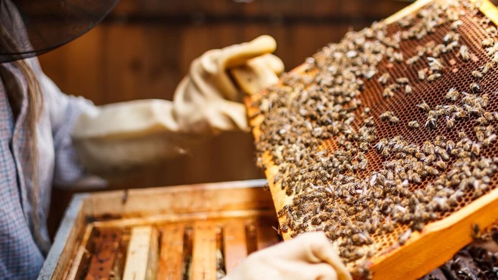 Bakanlıktan arıcılara öneri: Arıcılık turizmi – Birlik Haber Ajansı