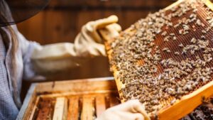 Bakanlıktan arıcılara öneri: Arıcılık turizmi – Birlik Haber Ajansı