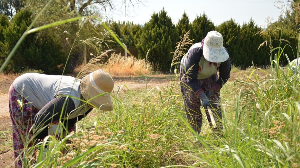 Uygulamalı eğitim programları BAÇEM’in kalitesini artırıyor – Birlik Haber Ajansı