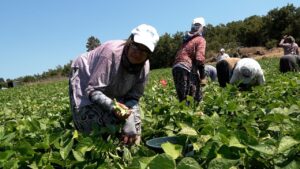 Balıkesir Büyükşehir’in dağıttığı tohumlar toprakla buluştu, verim çiftçinin yüzünü güldürdü – Birlik Haber Ajansı