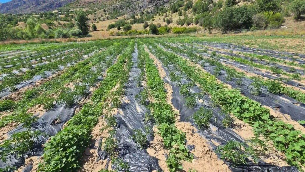 Çamoluk’ta yüzleri güldüren tarım projeleri – Birlik Haber Ajansı