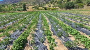 Çamoluk’ta yüzleri güldüren tarım projeleri – Birlik Haber Ajansı